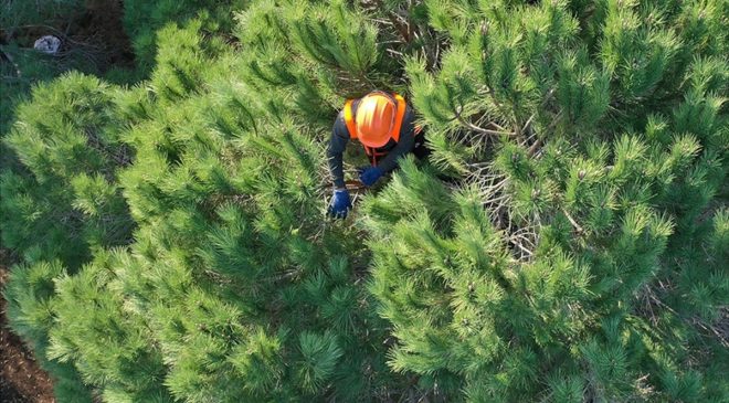 Orman Genel Müdürlüğüne 224 daimi işçi alınacak