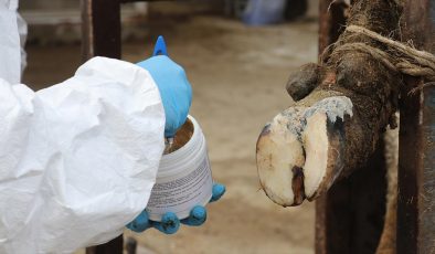 Besi ve süt hayvanlarında ayak yaralarını iyileştiren yerli jel piyasaya çıktı